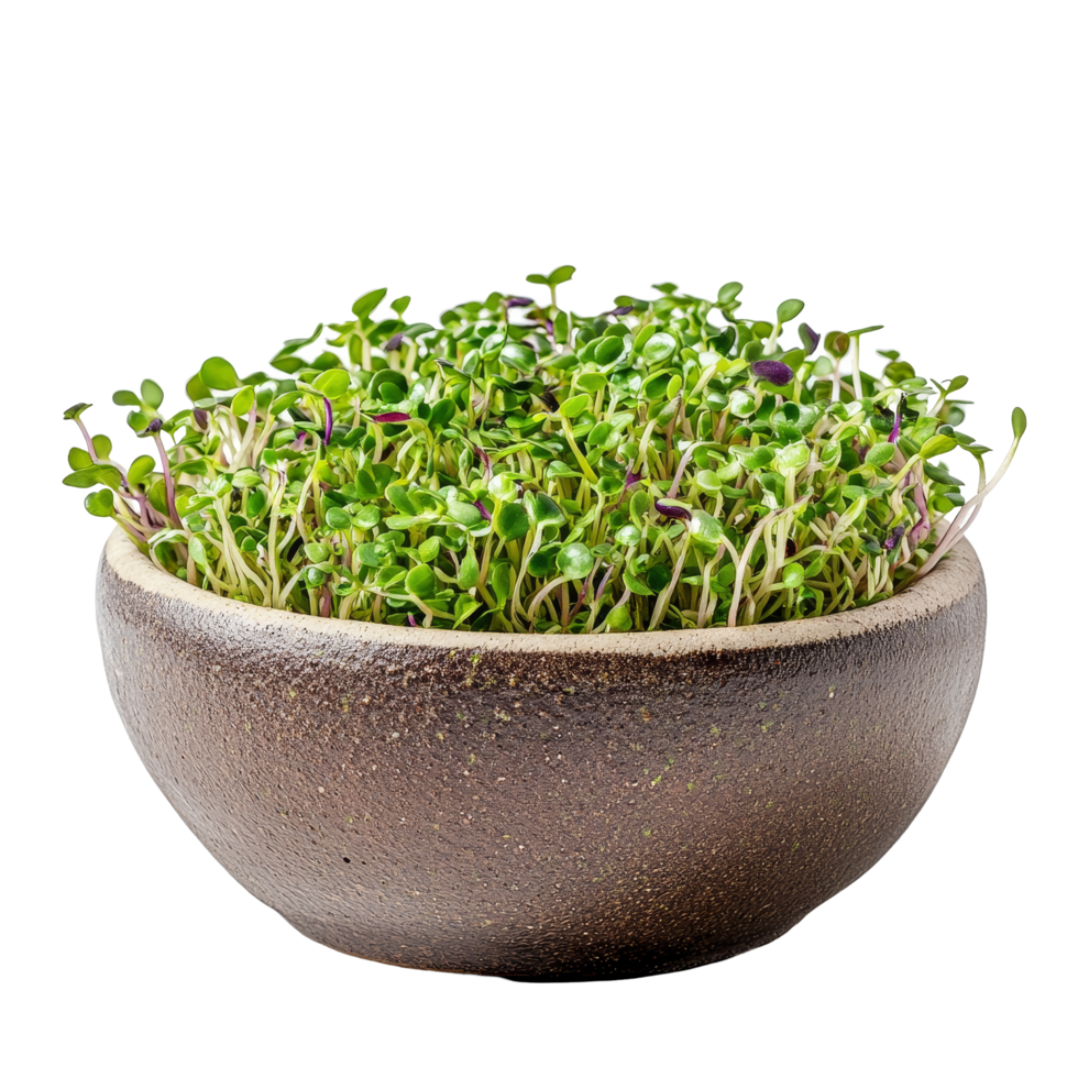 Fresh alfalfa sprouts in a rustic bowl on a transparent background showcasing natural goodness, Alfalfa Sprout in a bowl on transparent background png