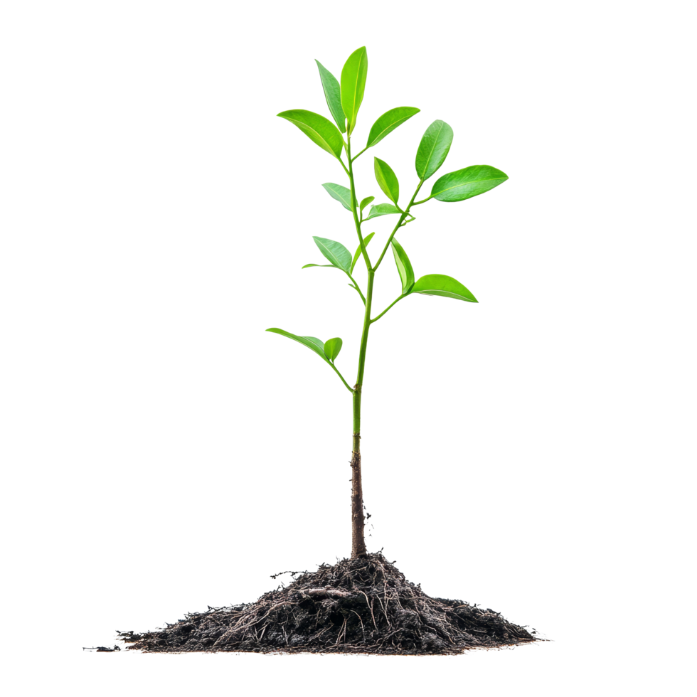 A young tree sapling with visible roots emerging from rich soil in a bright environment under natural light, Tree sapling or seedling with visible root against on transparent backgroundfile png