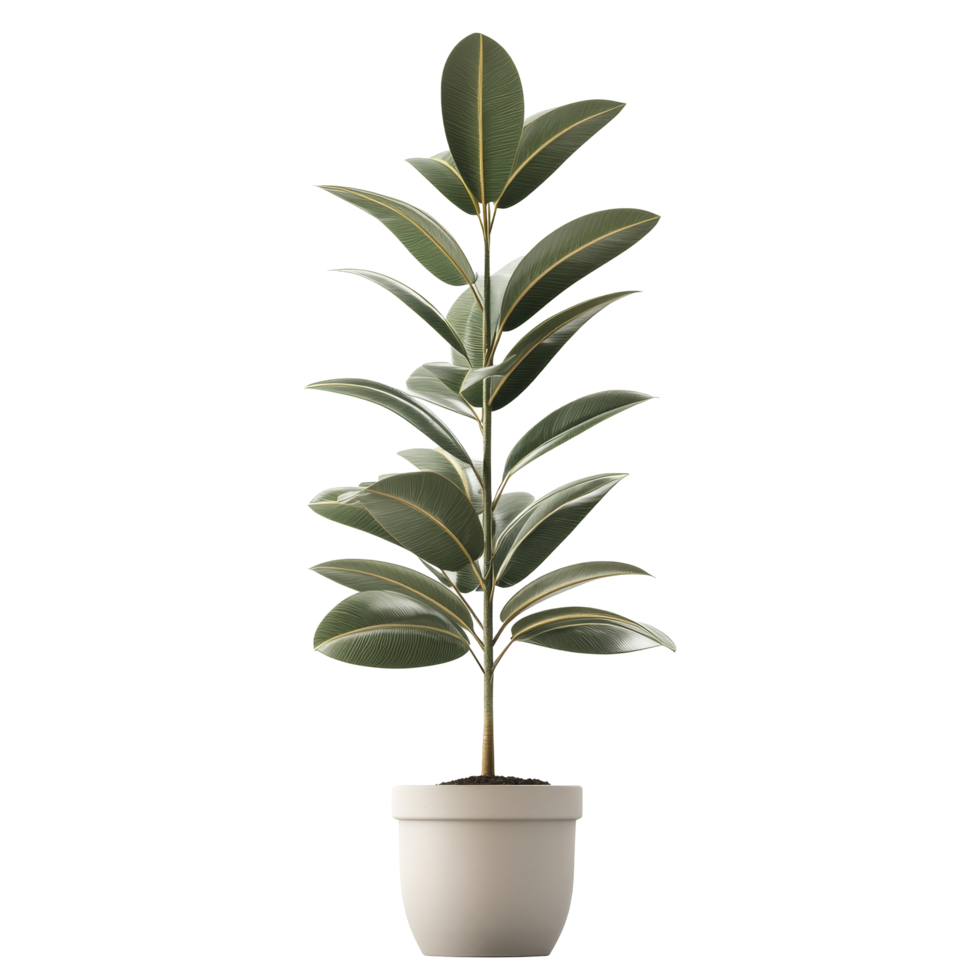 Rubber plant in a simple pot standing alone against a transparent background, Rubber Plant in pot isolated on transparent background png