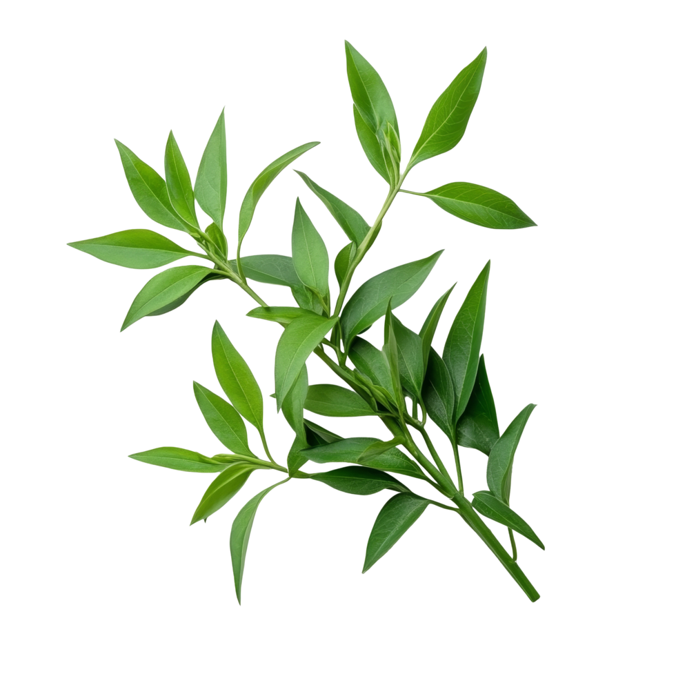 Fresh Andrographis paniculata leaves with vibrant green color arranged on a clean transparent background, Kariyat or Andrographis paniculata green leaves on transparent background png