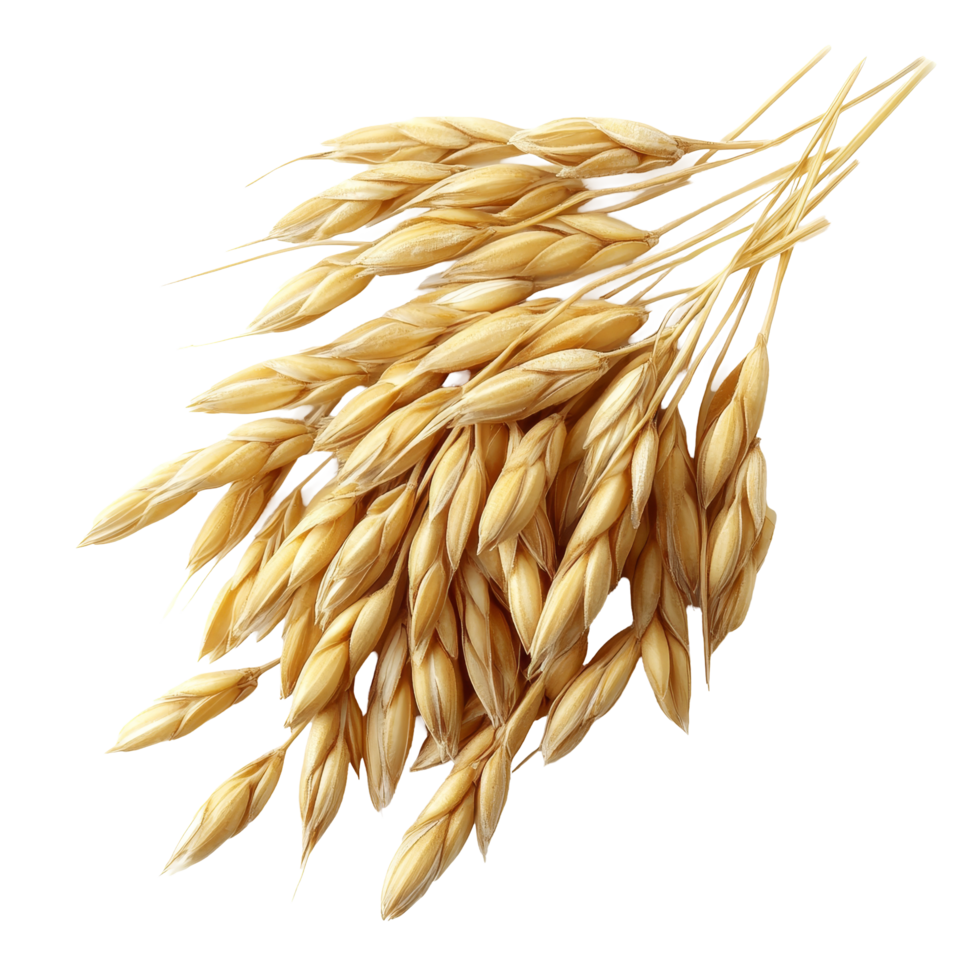 Dried barley grains arranged on a clean transparent background showcasing their natural texture and color, grain barley on transparent background png
