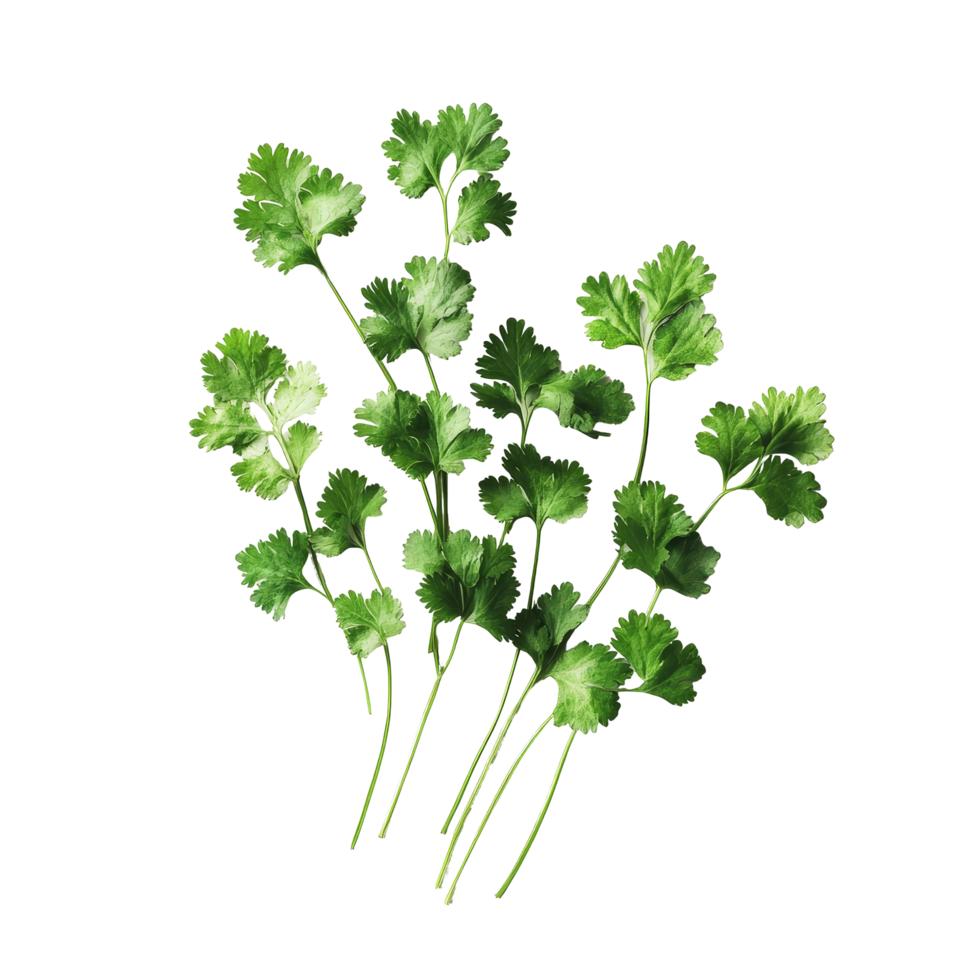 Fresh organic coriander leaves on a transparent background for culinary uses and garnishing dishes, Fresh organic coriander leaves transparent background. Coriander leaf transparent background png