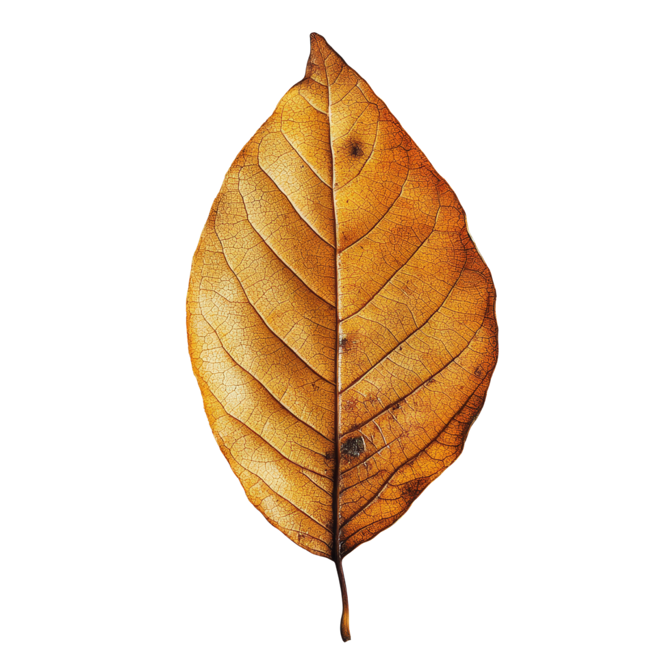 A single dry leaf showcasing intricate textures against a clean transparent backdrop, capturing autumns essence, Single natural dry leaf on transparent background, format with png