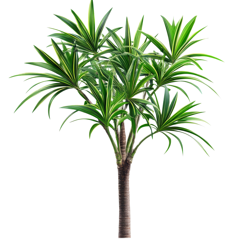 Pandanus palm tree standing tall with vibrant green leaves isolated on a transparent background for decorative purposes, Pandanus Palm isolated on transparent background png