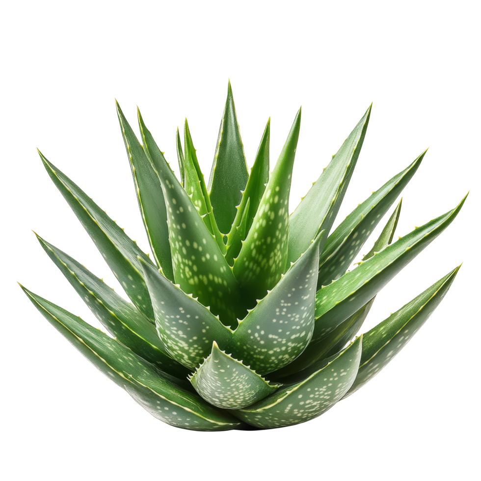 Aloe vera plant with vibrant green leaves on a clean transparent background, Aloe vera plant isolated on transparent background clipping path included png