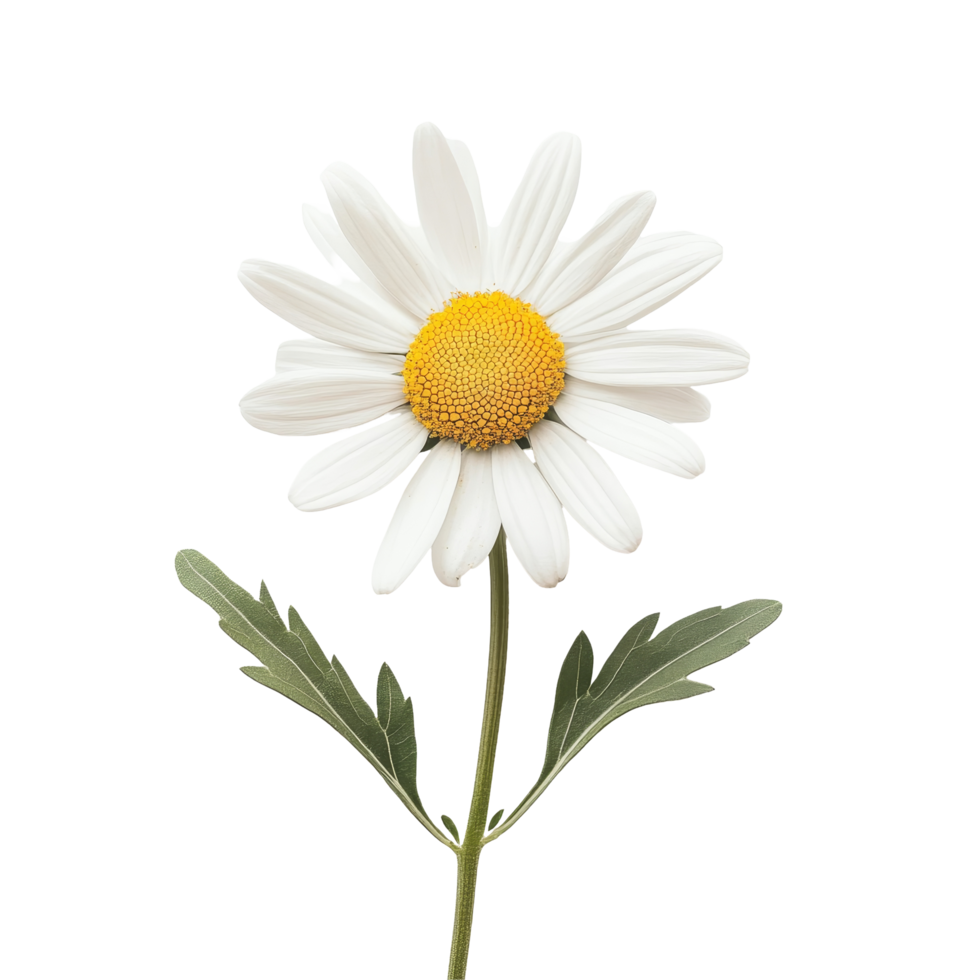 Daisy flower beautifully isolated on a transparent background showcasing its vibrant petals and yellow center, daisy flower isolated on transparent png