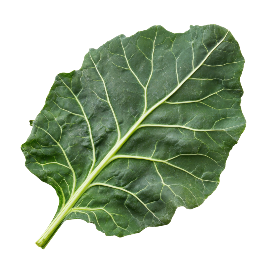 Fresh organic green collard leaf isolated on a clean transparent background showcasing its vibrant texture and color, Fresh organic green collards leaf transparent background. Collards leave png