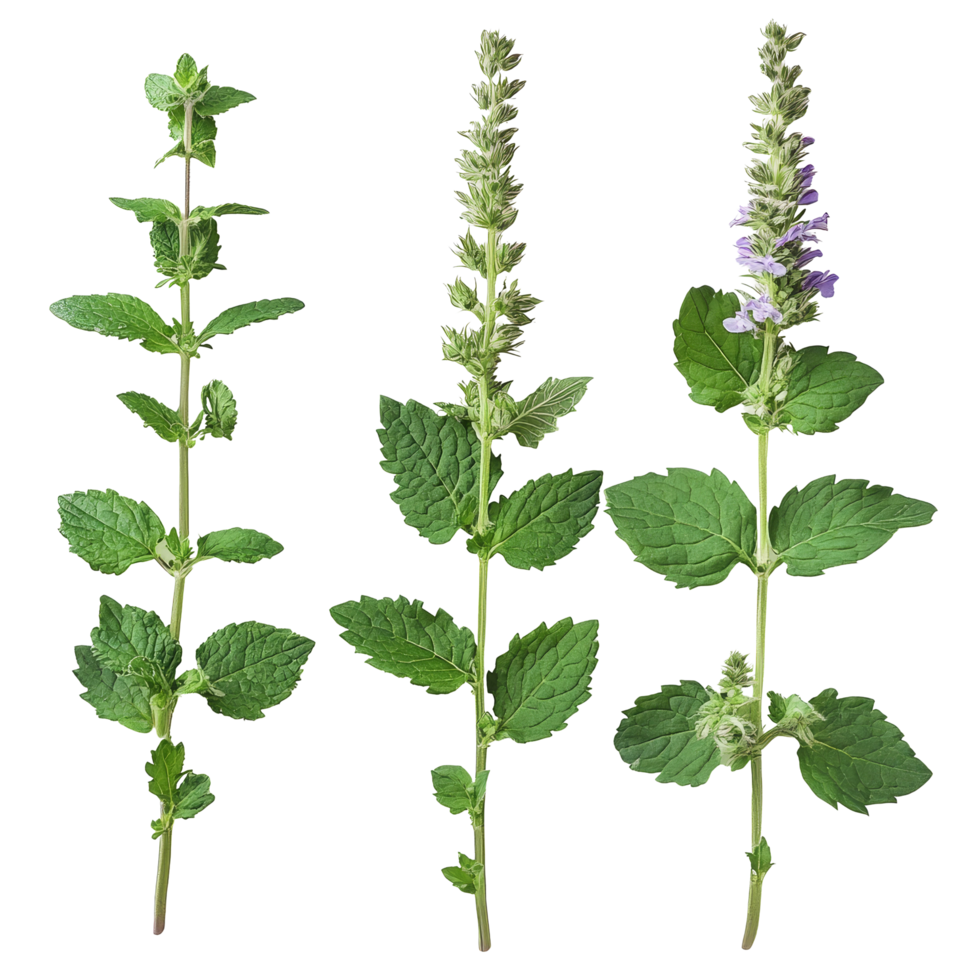 Three varieties of catnip plants displayed on a clean transparent background for educational purposes, Three medicinal plants catnip on a transparent background png