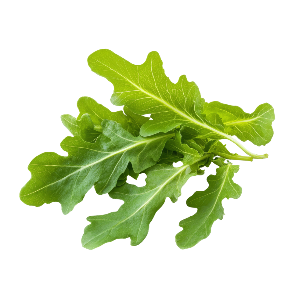 Fresh oak leaf lettuce with vibrant green color on a clean transparent background for healthy culinary use, Oak Leaves lettuce isolated on transparent background png