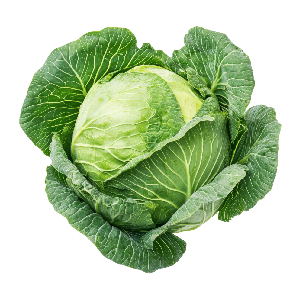Fresh green cabbage isolated on a clean transparent background showcasing its vibrant leaves and round shape, cabbage isolated on transparent background png