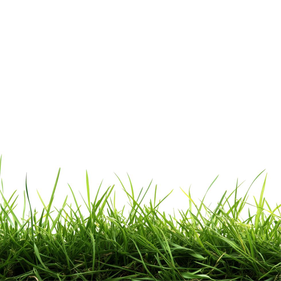 Lush hair grass border against a clean transparent background creating a fresh and vibrant atmosphere, Hair grass border on transparent background. Grass transparent background png