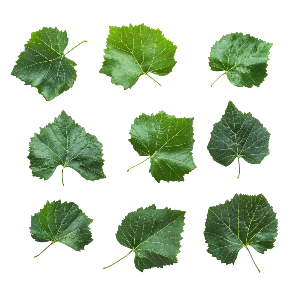fresco orgânico uva folhas arranjado em uma limpar \ limpo transparente fundo exibindo seus vibrante verde matizes, fresco orgânico uva com folhas em transparente fundo png