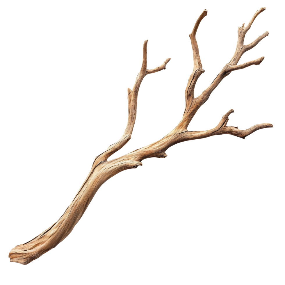 Dry wood branch with distinct branching pattern isolated against a transparent background for artistic and natural decor, Dry wood branch isolated on transparent background. Treewood branch png