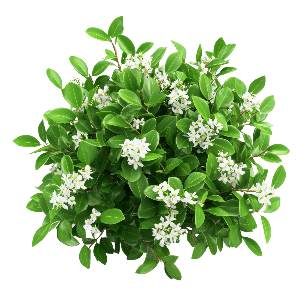 A lush bush featuring vibrant green leaves and delicate transparent flowers showcasing natures beauty in springtime, Bush with Green Leaves and transparent Flowers on transparent background png