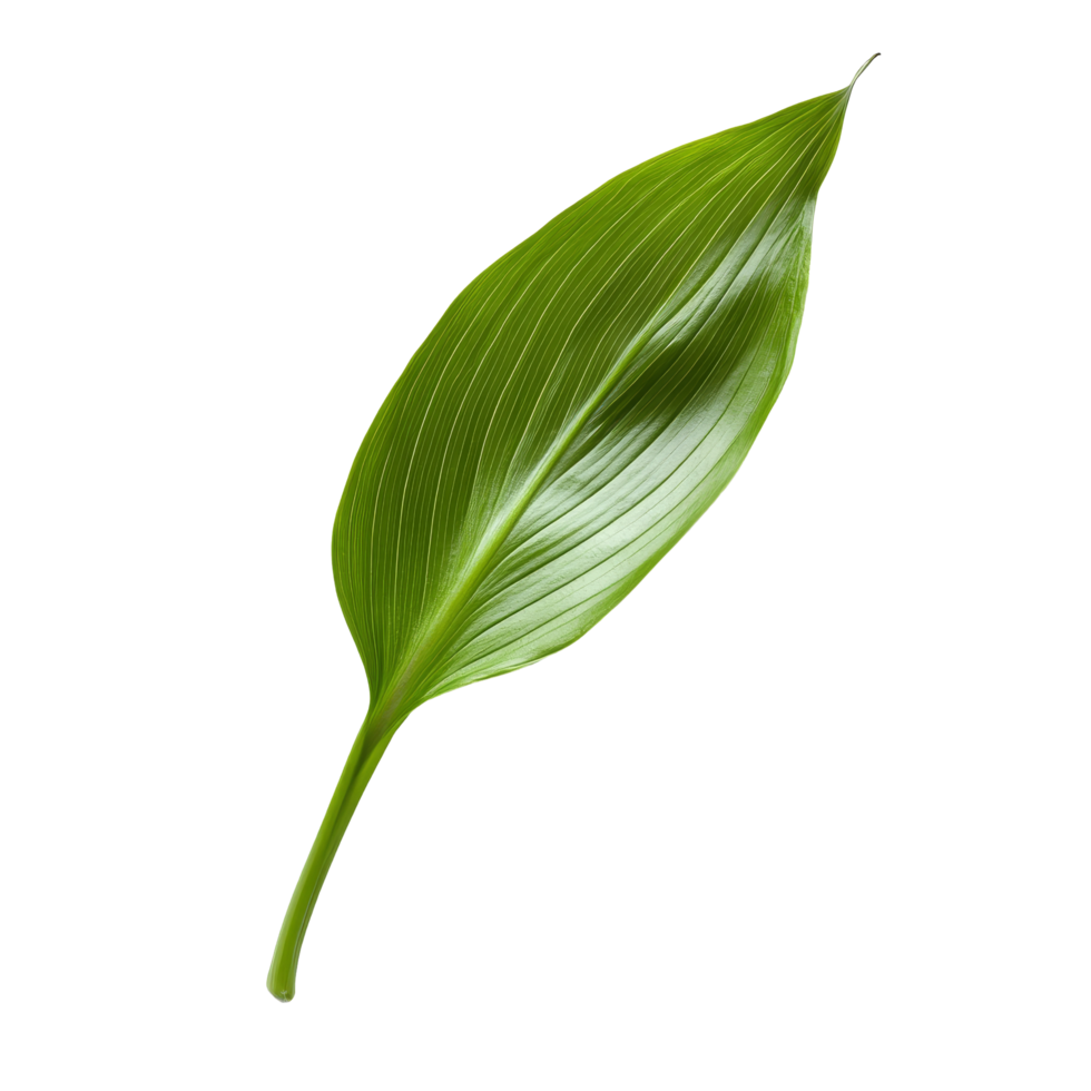 A single green lily leaf on a clean transparent background showcasing its natural beauty and intricate details, green lily leaf on transparent backgroundfile png