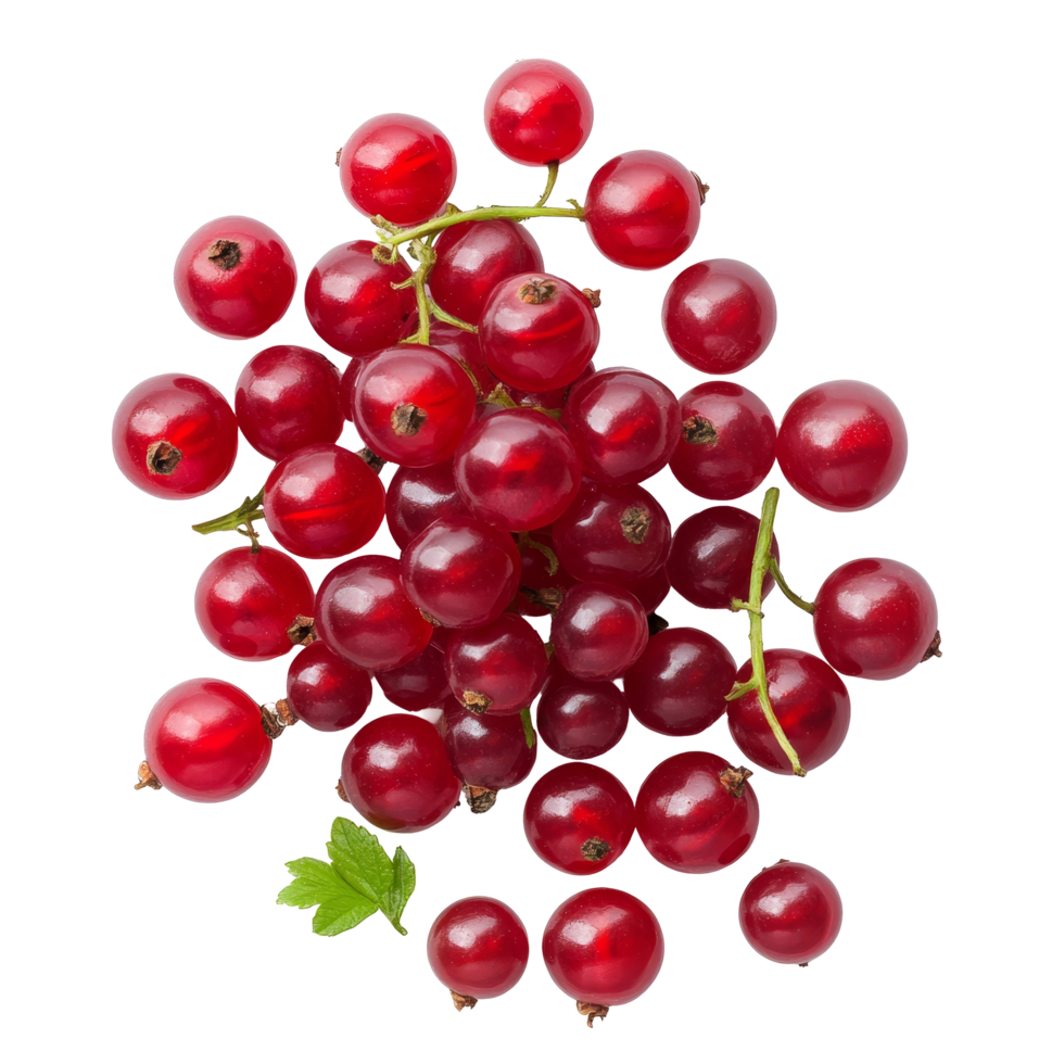 Fresh Bengal currants on a transparent background showcasing their vibrant red color and ripe texture, Carissa carandas Linn or Bengal currants on transparent background png