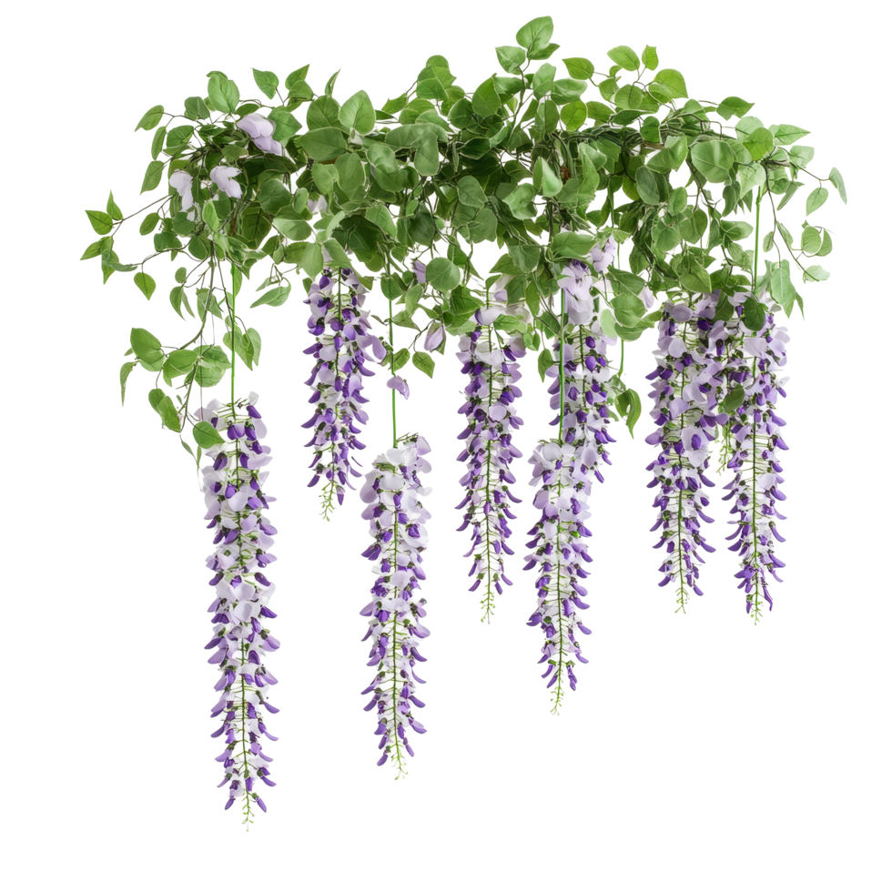 Elegant hanging garland of wisteria flowers with lush green leaves on a clean transparent background, hanging garland wisteria flower isolated on transparent background png