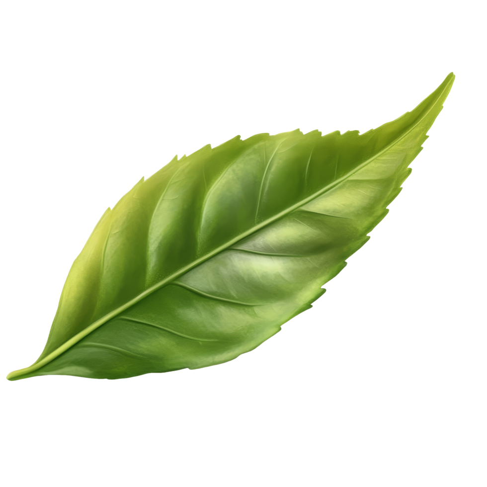 Fresh tea leaf isolated on transparent background showcasing vibrant green color and natural texture details, tea leaf isolated on transparnt png