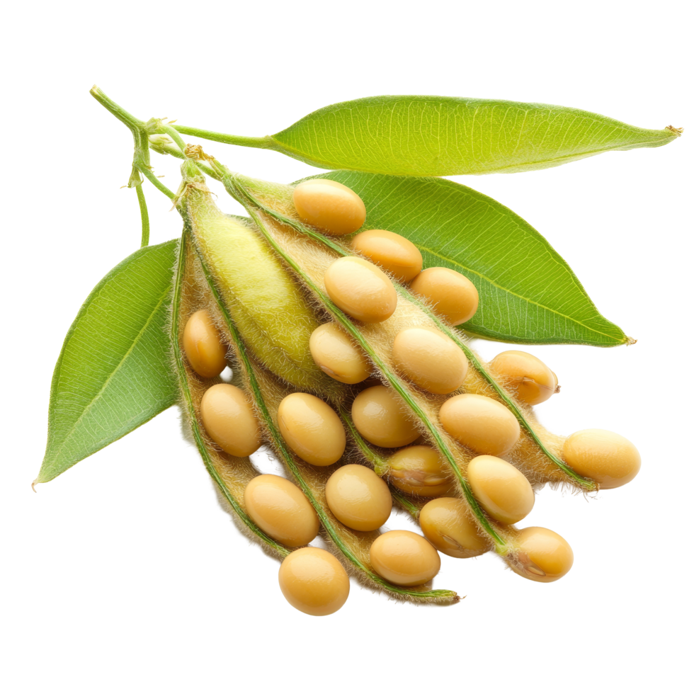 Fresh soybeans with green leaves isolated on a bright transparent background, showcasing their natural color and shape, Soybean isolated on transparent background png