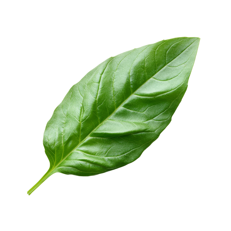 Fresh organic green basil leaf isolated on a transparent background ideal for culinary uses and herb gardening, Fresh organic green basil leaf transparent background. Basil leaves transparent png