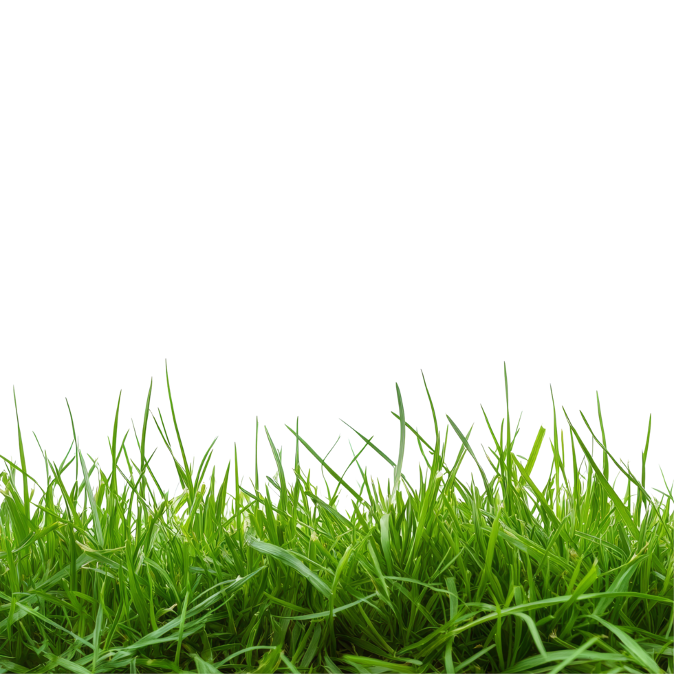 Fresh green grass on a bright transparent background creating a vibrant and natural aesthetic suitable for various uses, Grass on transparent background png