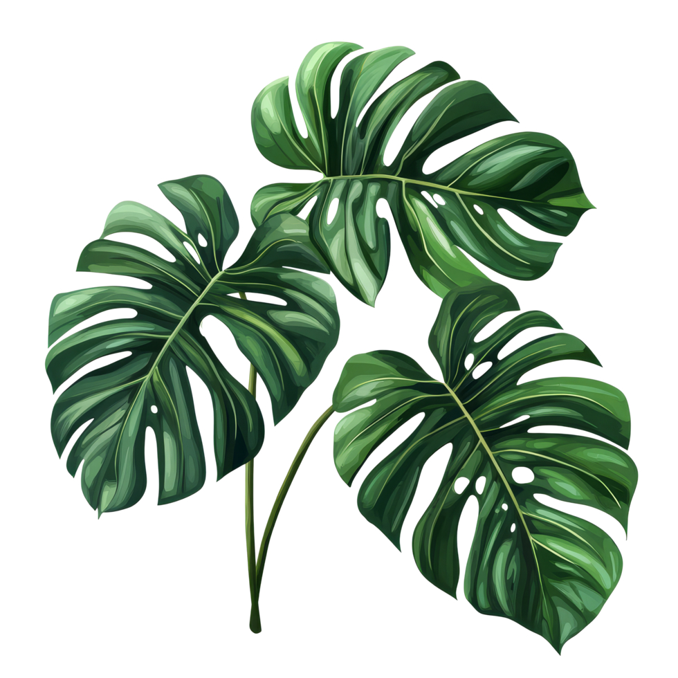 Vibrant monstera leaves showcasing tropical jungle beauty in an isolated setting, tropical jungle monstera leaves , vine leaf tree isolated on transparent backgroundfile png