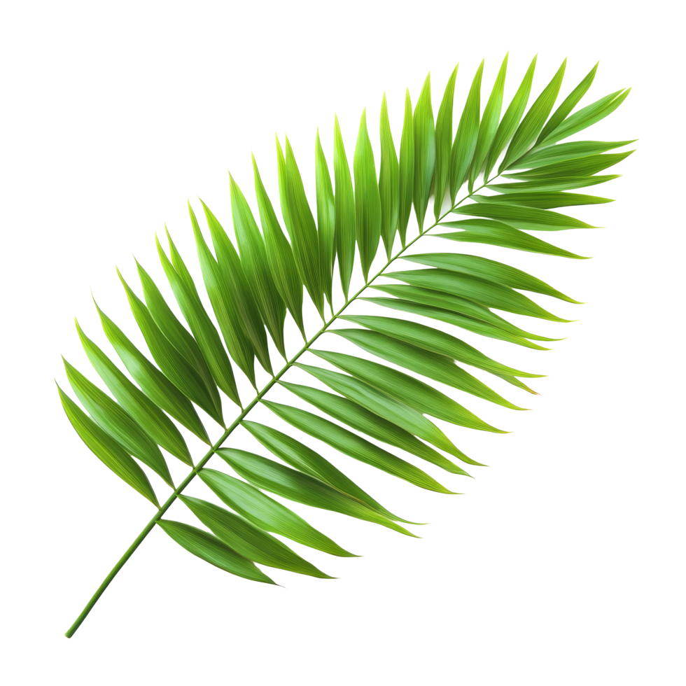 Vibrant green palm leaf isolated on a transparent background showcasing its intricate structure and natural beauty, green palm leaf isolate on transparent backgroundfile png