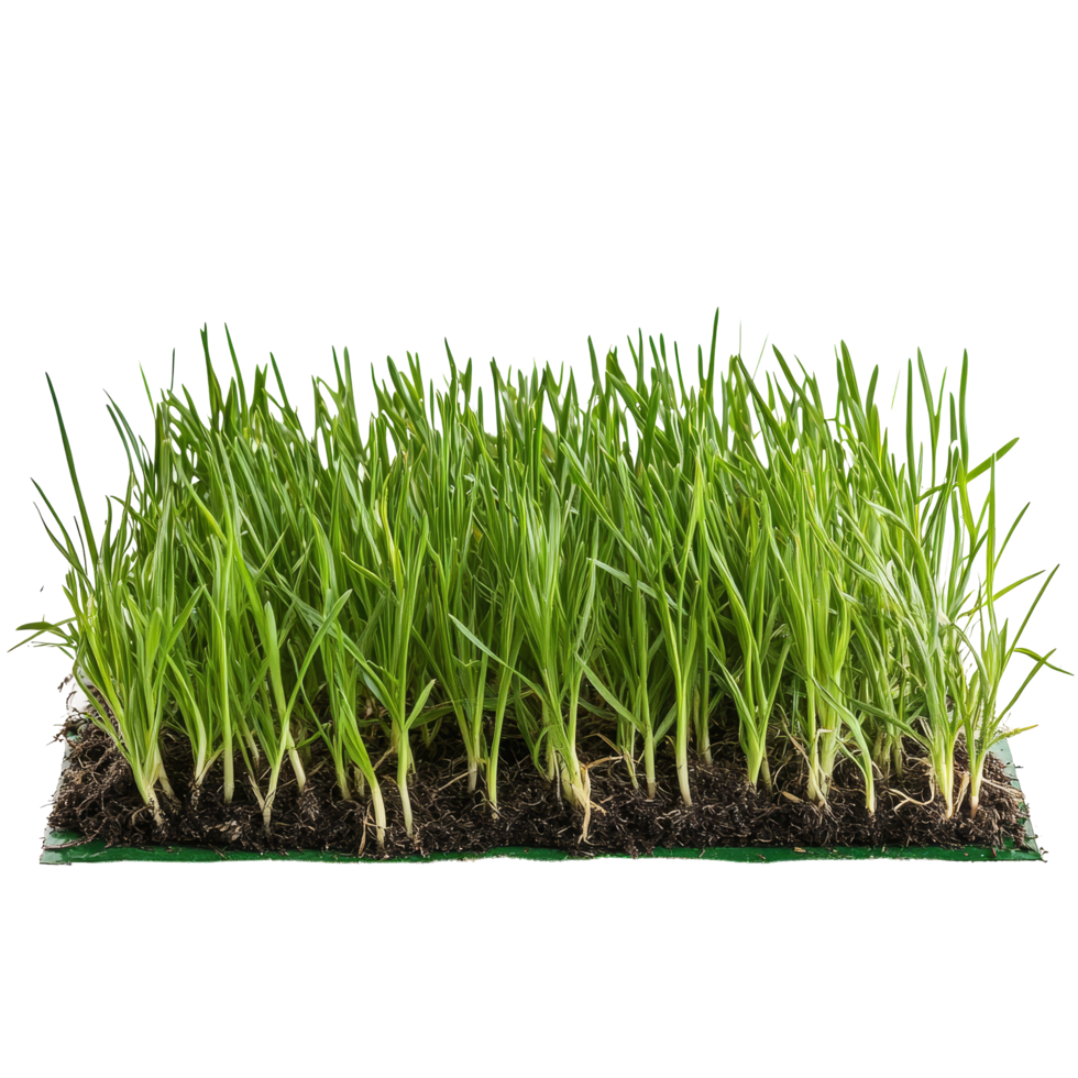 Bentgrass stack on a transparent background showcasing vibrant growth and healthy roots in transparent hue, Bentgrass stack border transparent background png