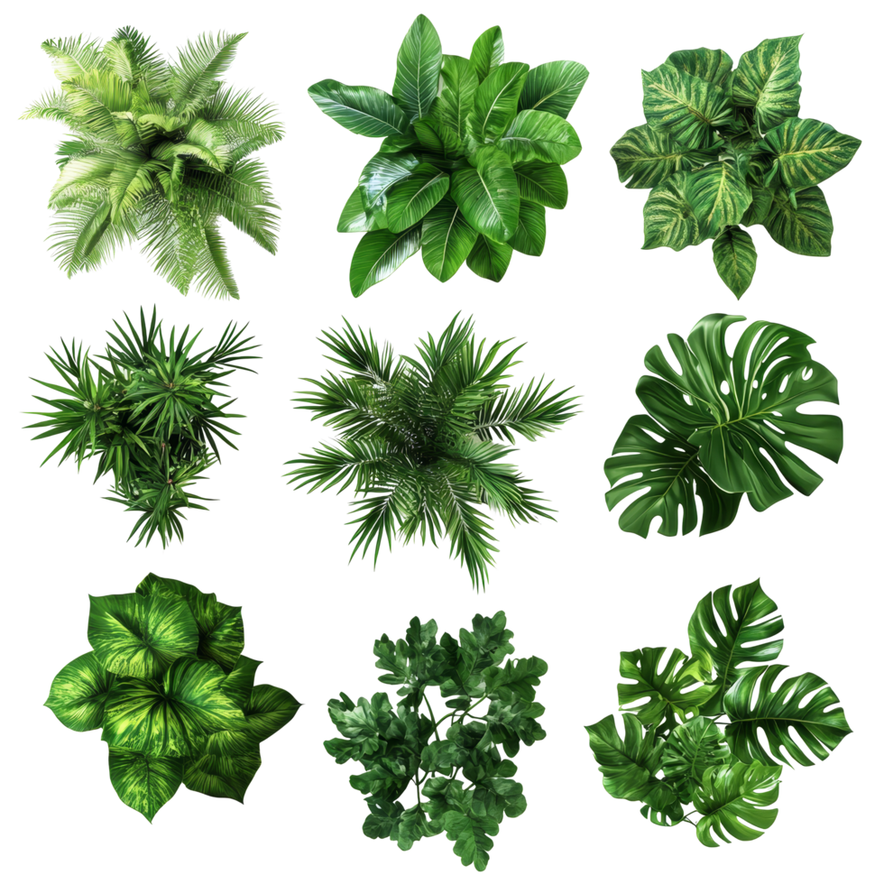Aerial view of a lush tropical plant arrangement showcasing vibrant greens and diverse foliage textures, tropical plants bush from above isolated on transparent background png