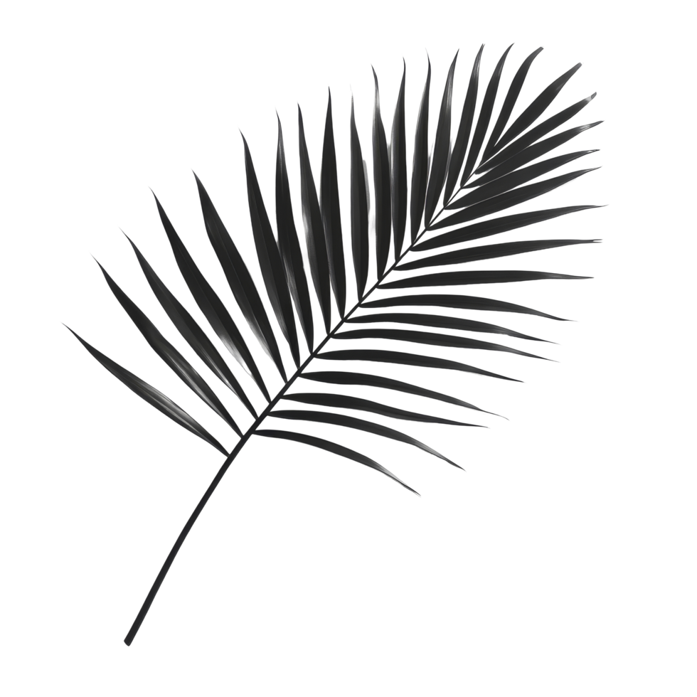 A blurred black tropical palm leaf casting shadow on a transparent transparent background, blurred black tropical palm leaf with shadow on transparent backgroundfile png
