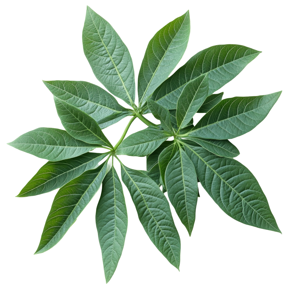 Vibrant cassava leaves arranged on a transparent background showcasing their rich green hues and intricate leaf structures in natural daylight, Cassava leaves transparent background png