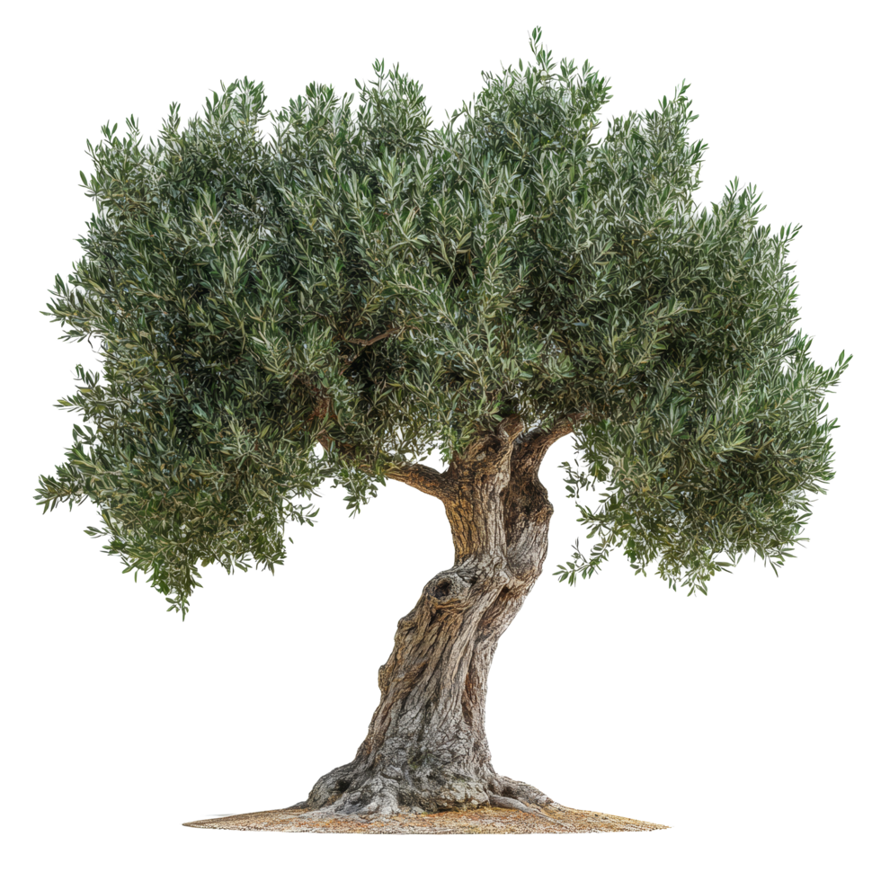 An olive tree standing alone on a transparent background, showcasing its unique twisted trunk and lush foliage, Olive tree isolated on transparent background png
