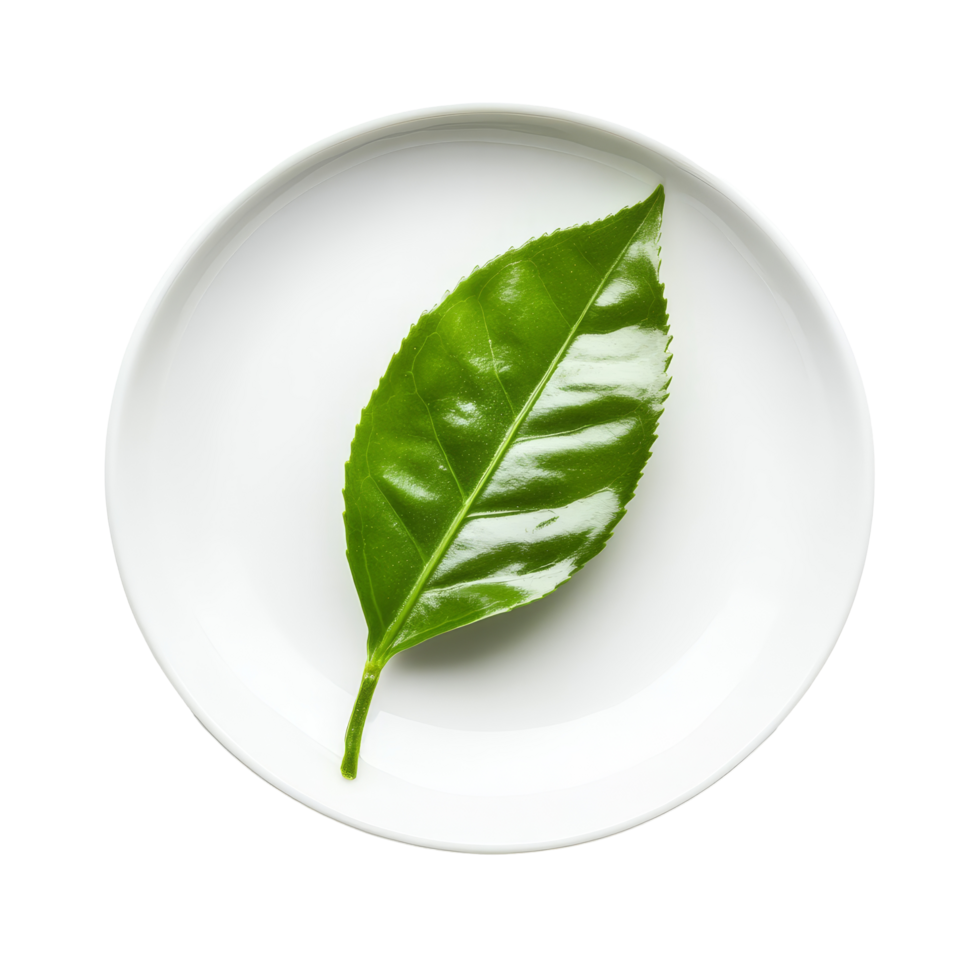 Fresh green tea leaf placed on a transparent plate with a clean background for culinary use or decoration, tea leaf in a plate isolated on transparent background png