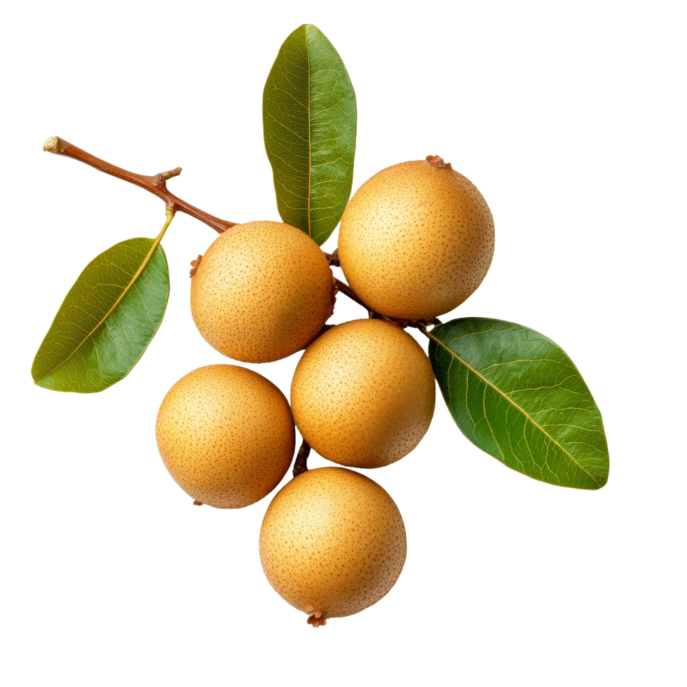 Fresh longan fruit with green leaves isolated on a transparent background ready for culinary use or healthy snacking, Longan isolated on transparent background png
