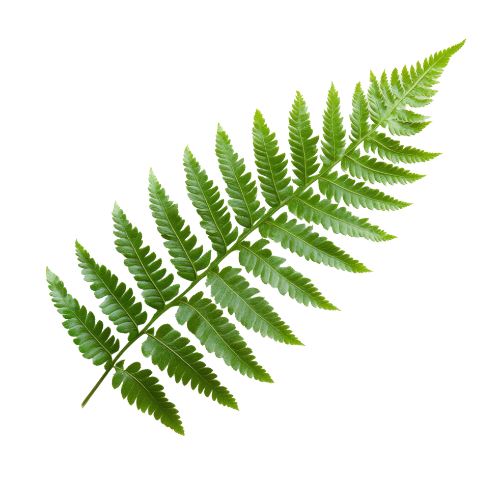 A vibrant green fern leaf against a transparent background highlights its delicate structure and natural beauty, Fern leaf isolated on transparent background png