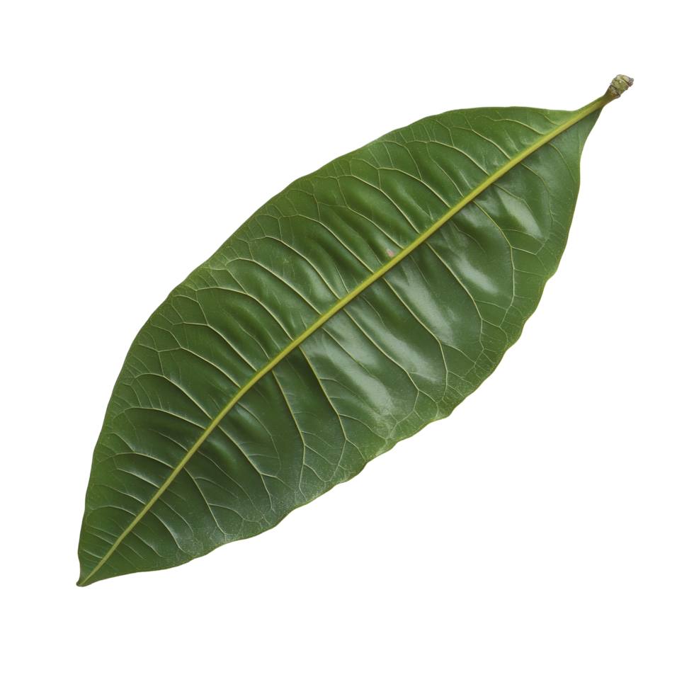 Lush green mango leaf displayed on a clean transparent background in bright natural light, Mango leaf on transparent background png