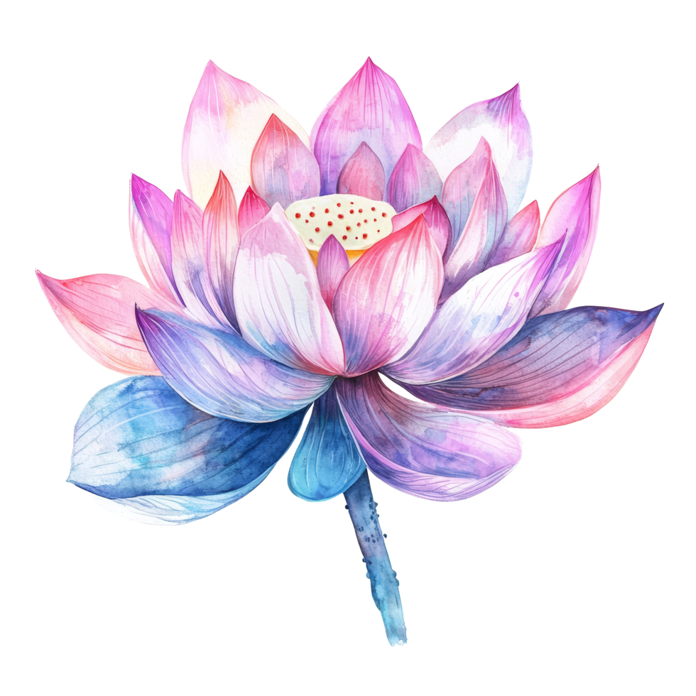 Vibrant lotus flower with pink and blue petals against a clean transparent background, symbolizing purity and beauty, lotus flower on transparent background png