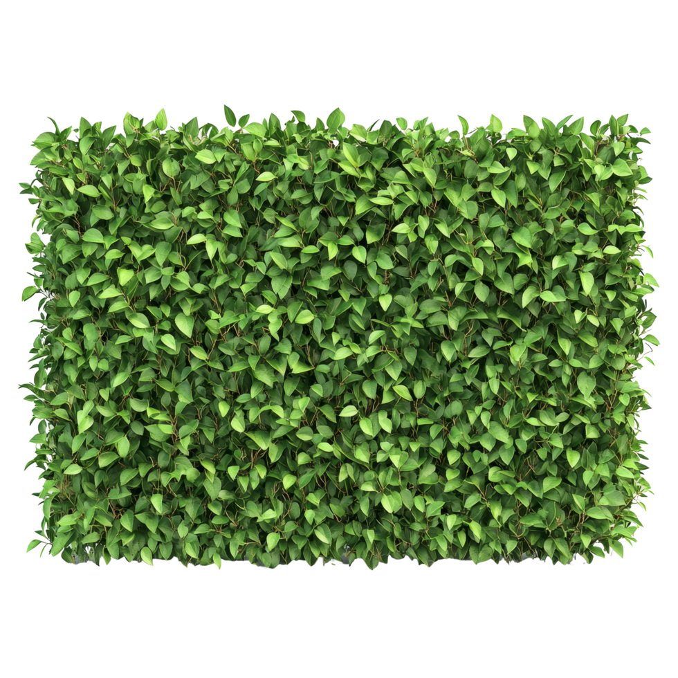 Green trimmed bush hedge fencing provides a natural enclosure for outdoor spaces in gardens or parks, green trimmed bush hedge fencing, file of isolated object with shadow on transparent background png