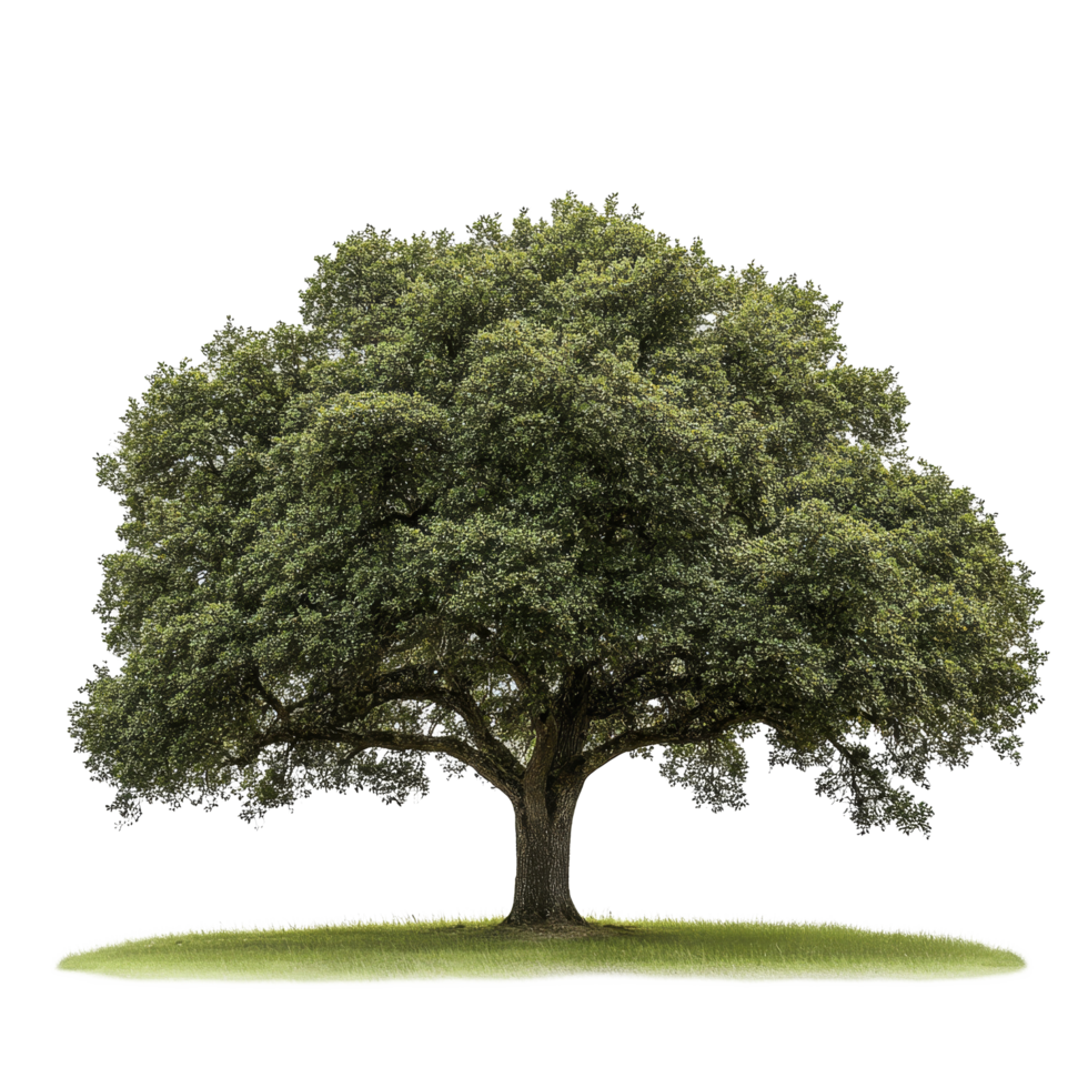 An isolated oak tree stands vividly against a transparent background, showcasing its lush green foliage, oak tree isolated on transparent background png