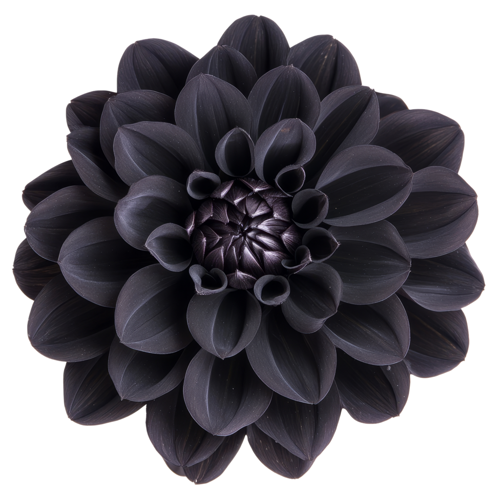 Stunning black dahlia flower showcasing deep hues on a pristine transparent background, Black dahlia on isolated transparent background. Black color dahlia flower transparent background png