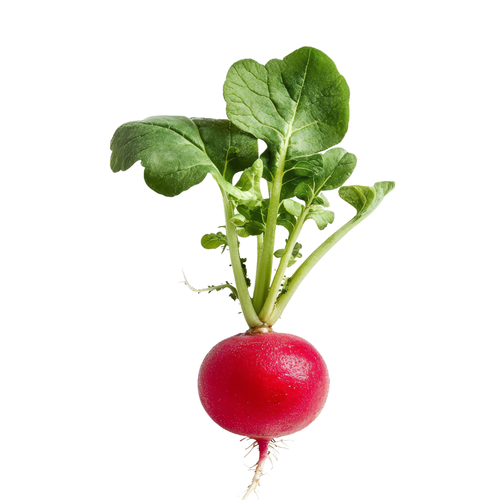 Fresh small radish with green leaves isolated on transparent background for healthy cooking and nutrition, Small radish isolated on transparent background png