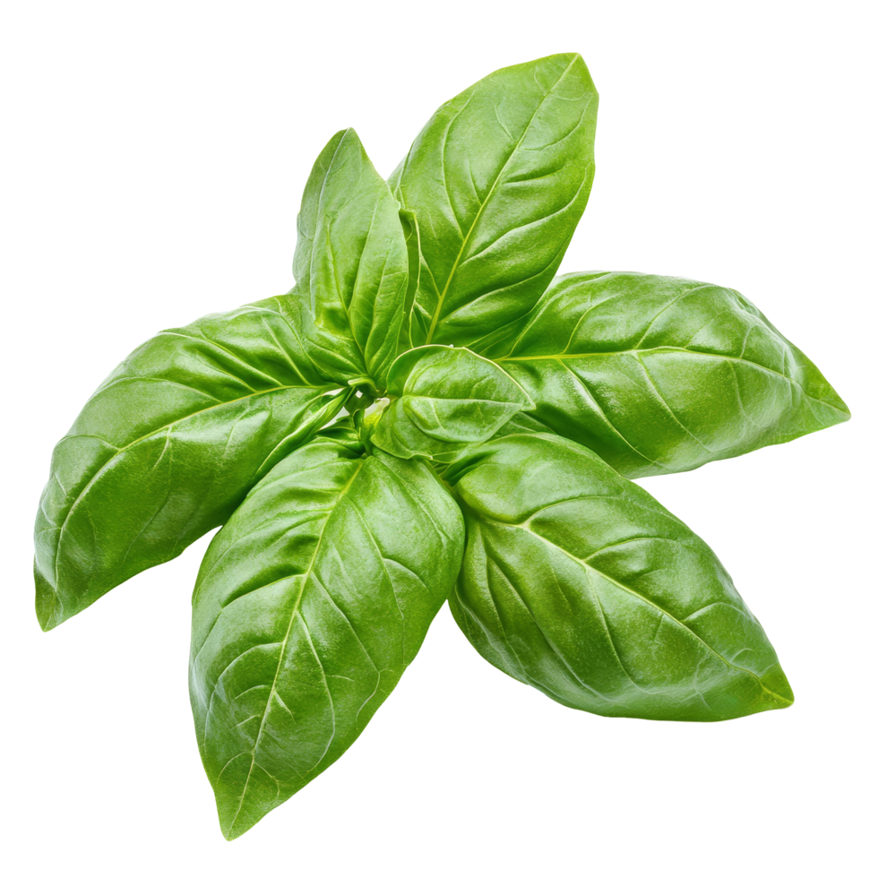 Fresh sweet basil leaves isolated on a transparent background highlighting their vibrant green color and glossy texture, Sweet basil isolated on transparent background png