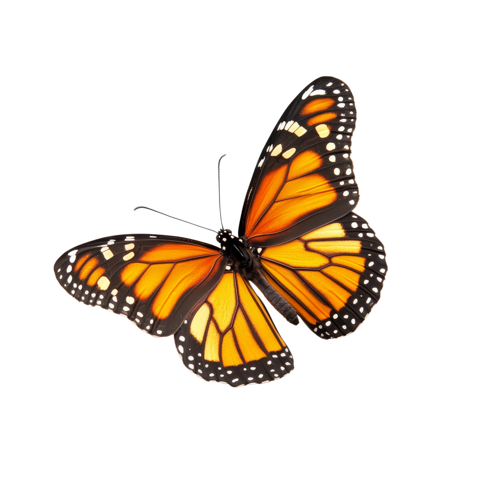 Beautiful butterfly with intricate patterns and vibrant colors isolated on a clean transparent background, butterfly isolated on transparent png