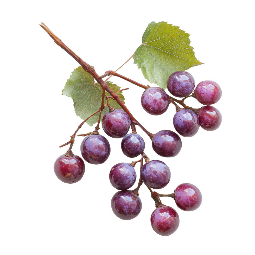 Burmese grapes with leaves collected on a transparent background showcasing their vibrant color and textures, Burmese grape on transparent background background png