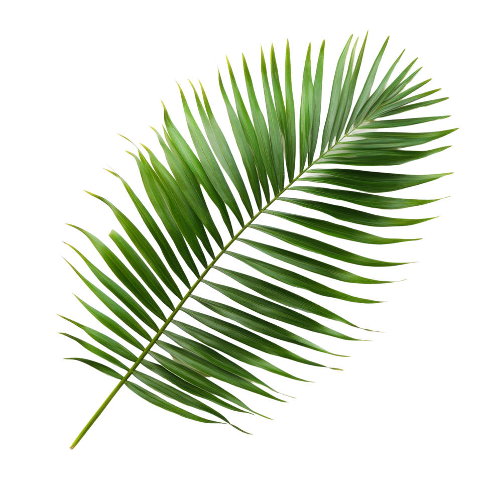 Isolated fresh green palm leaf displayed against a clean transparent background showcasing its vibrant texture and form, palm leaf isolated on transparent backgroundfile png