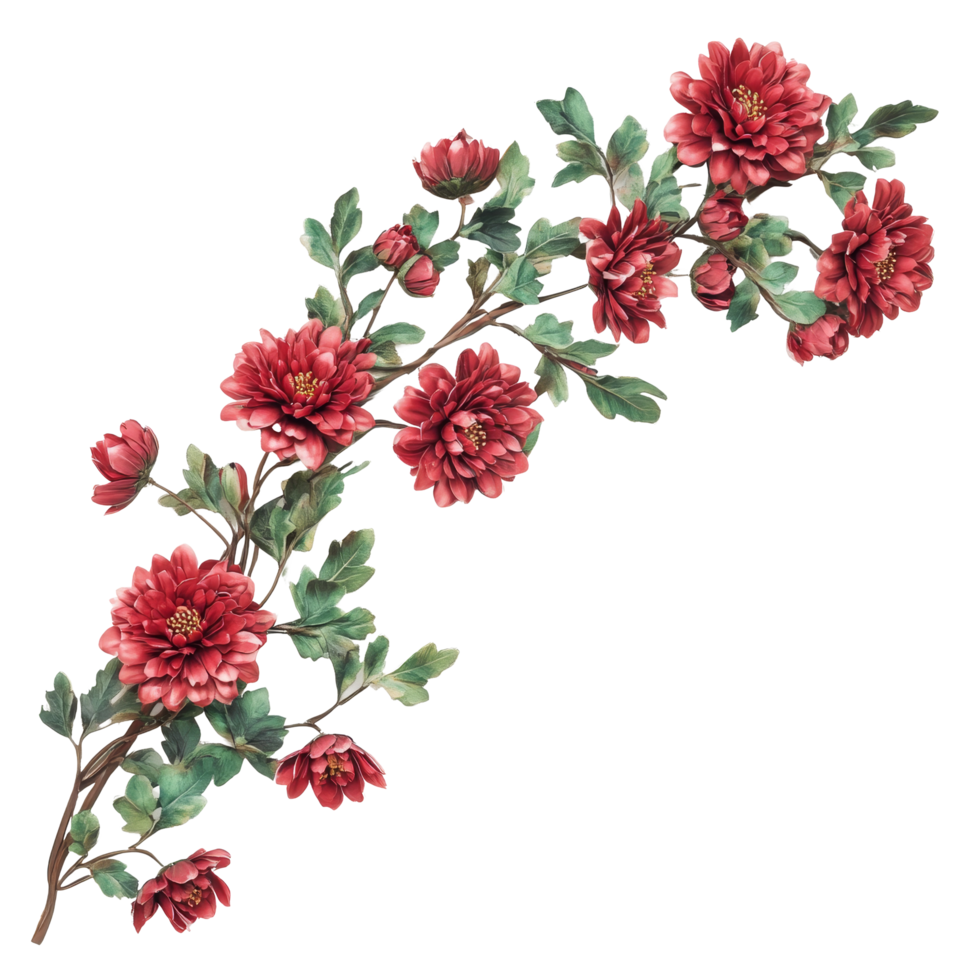 Beautiful garland chrysanthemum displayed on a transparent background showcasing vibrant flowers and lush green leaves, Garland chrysanthemum isolated on transparent background png