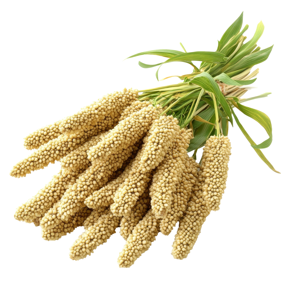 Millet stalks tied with green leaves on a transparent background showcasing the grains natural texture and color, Millet on transparent background png