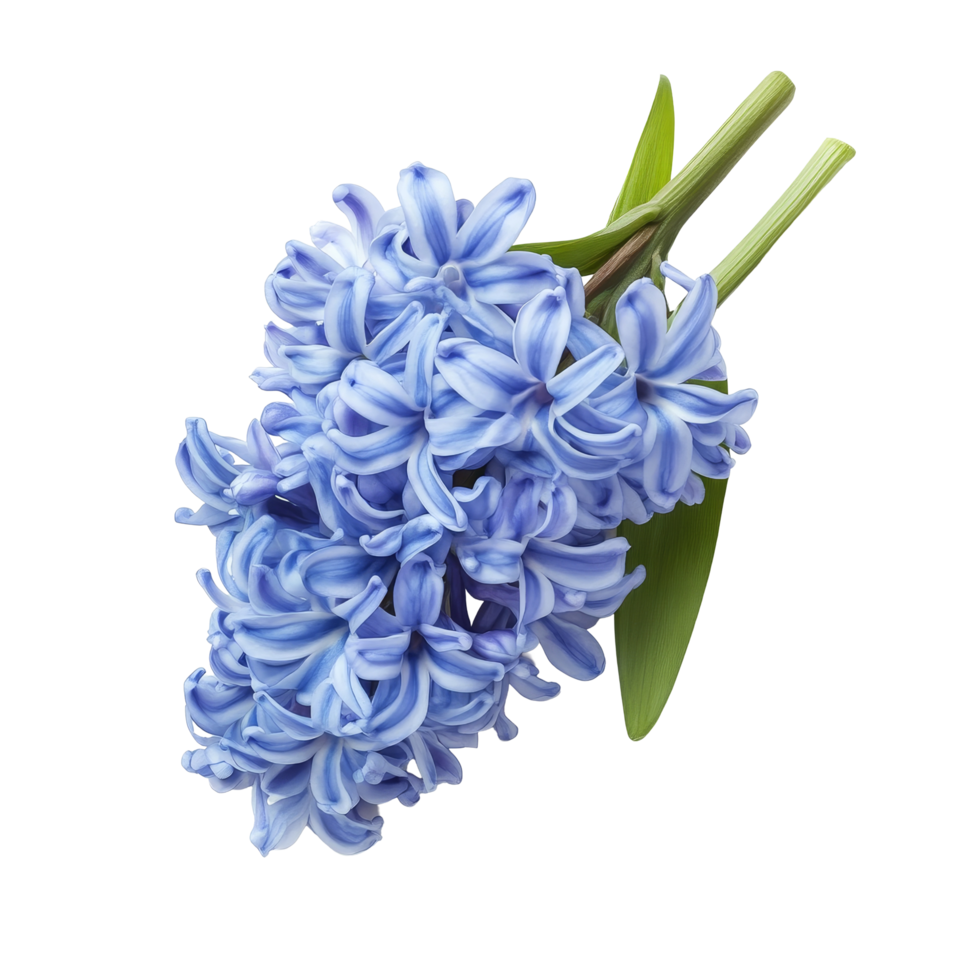 Elegant floral arrangement of blue hyacinth flowers isolated on a transparent background for spring decor inspiration, Hyacinth flowers in a floral arrangement isolated on transparent background png