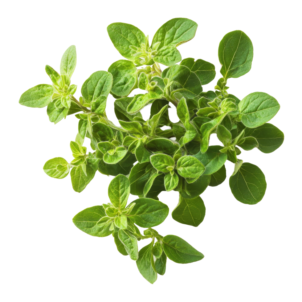 Fresh oregano sprigs on a clean transparent background showcasing vibrant green leaves for culinary use, Oregano on transparent background png