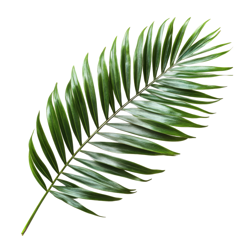 A vibrant green palm tree leaf displayed on a clean transparent background, highlighting its lush texture and natural beauty, Green leaf of palm tree on transparent backgroundfile png